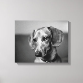 Sensitive Dachshund Canvas Print