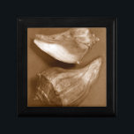 Sensual Shells Gift Box<br><div class="desc">Renee W. Stramel captures these conch shells in a beautiful sepia tone. This vintage piece of art is a perfect addition to any sea anemone lovers. Get your art print today on your product.</div>