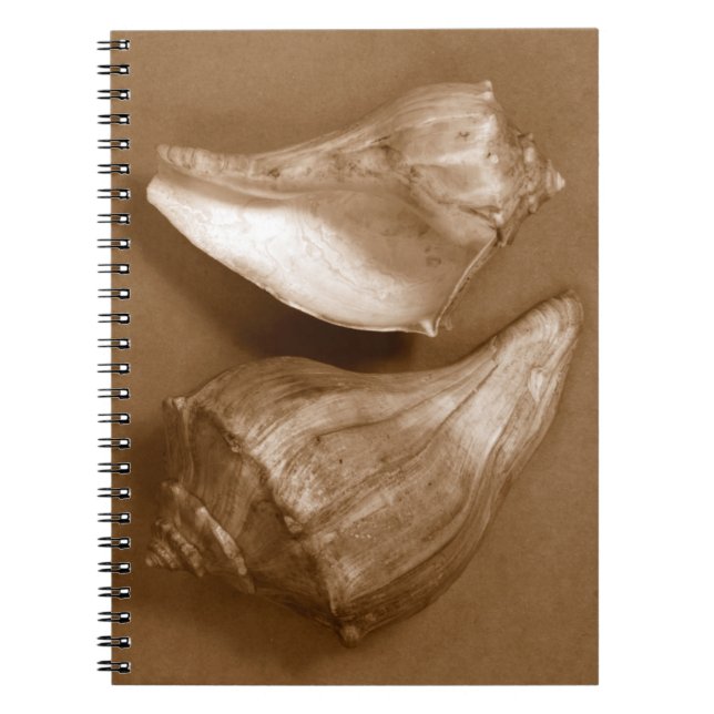 Sensual Shells Notebook (Front)