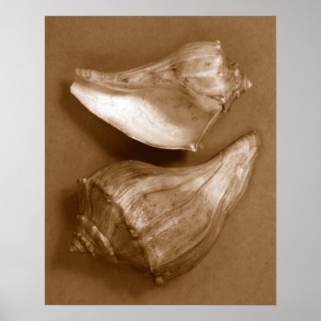 Sensual Shells Poster (Front)