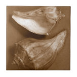 Sensual Shells Tile<br><div class="desc">Renee W. Stramel captures these conch shells in a beautiful sepia tone. This vintage piece of art is a perfect addition to any sea anemone lovers. Get your art print today on your product.</div>