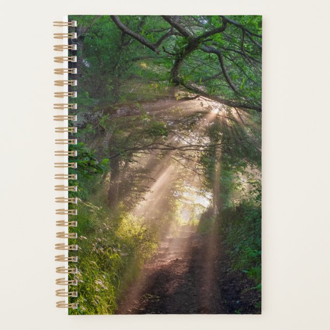 sentier forestier (Devant)