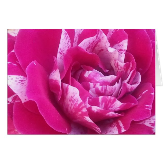 Sentimental rose (Front Horizontal)