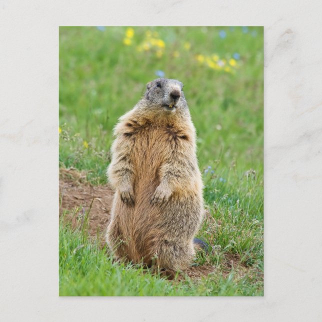 Sentinel marmot postcard (Front)