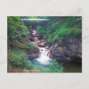 Sentinel Pine Bridge Flume Gorge Postcard