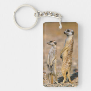 Sentinelles Meerkat (Suricata Suricatta), Karas