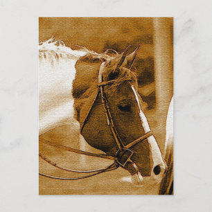 Sephia Horse Mosaics Postcard