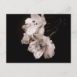 Sepia Alstroemeria Lily Postcard