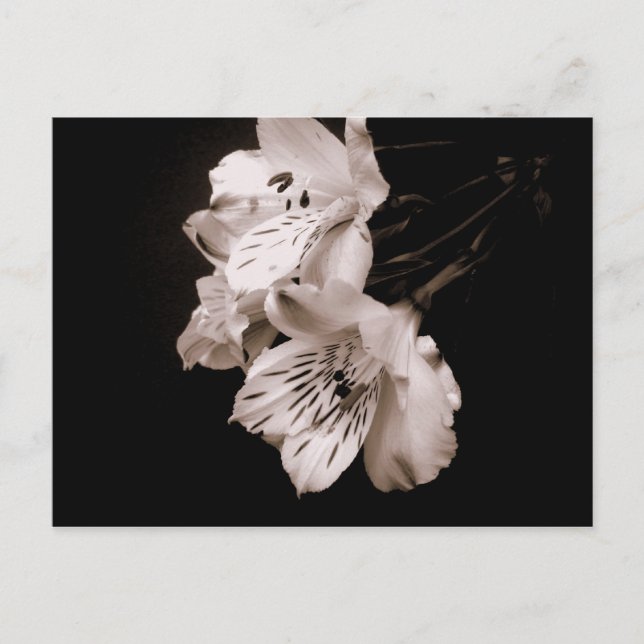 Sepia Alstroemeria Lily Postcard (Front)
