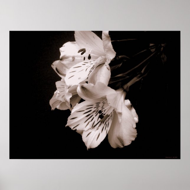 Sepia Alstroemeria Lily Poster (Front)