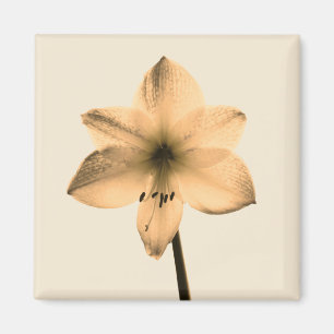 sepia amaryllis magnet