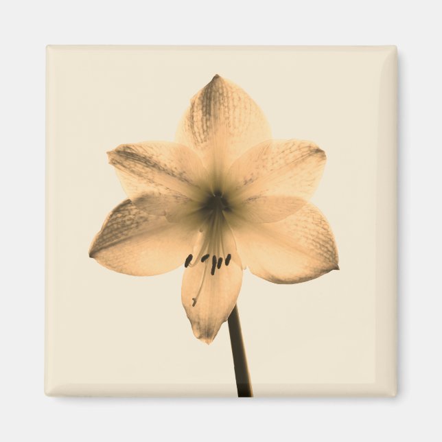 sepia amaryllis magnet (Front)