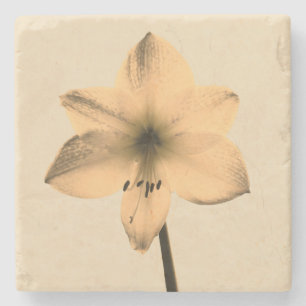 sepia amaryllis stone coaster
