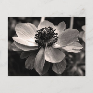 Sepia Anemone photo florale Carte postale