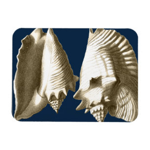 Sepia Conch Seashells Magnet