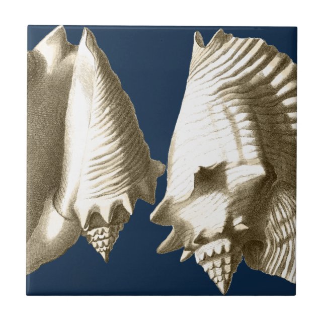 Sepia Conch Seashells Tile (Front)