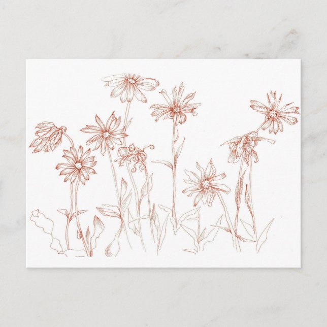 Sepia Daisies Pen and Ink Flower Drawing Postcard (Front)