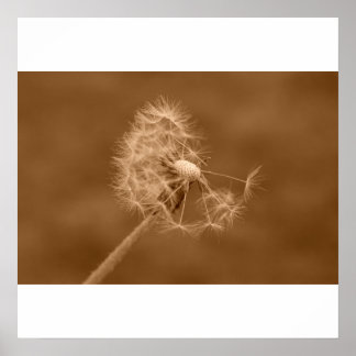 Sepia Dandelion Poster/Print Poster