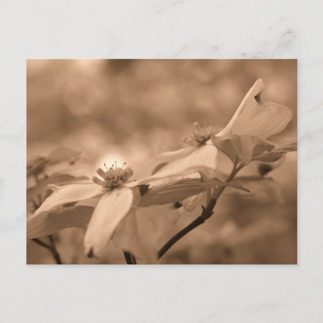 Sepia Dogwood Blossoms Fleur Photographie Carte Po (Devant)