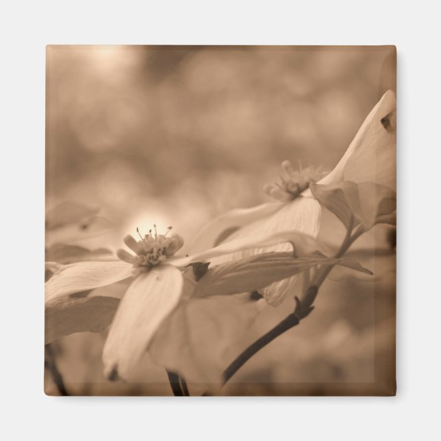 Sepia Dogwood Flower Photography Magnet (Front)