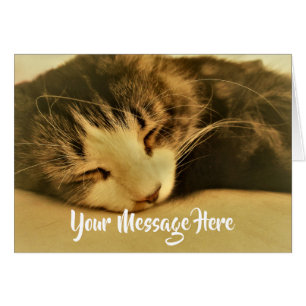 Sépia Dormir Napping de chat