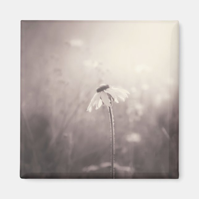 Sepia Field of Wildflowers in the Sunset Magnet (Front)