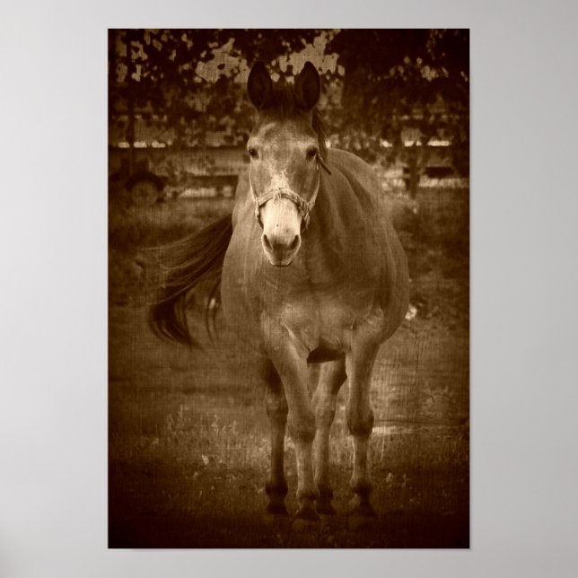 Sepia Hello There Poster (Front)