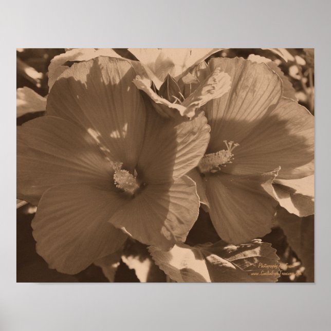 Sepia Hibiscus Flower Pair Poster (Front)