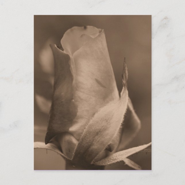 Sepia Rosebud Carte postale (Devant)