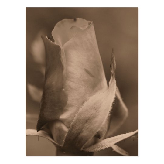 Sepia Rosebud Flower Photo Postcard