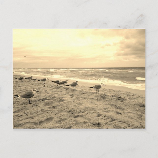 Sepia Seagull Postcard (Front)
