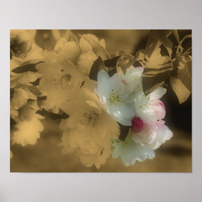Sepia Spring Flower Blossoms Partial Color Poster (Front)