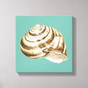 Sepia Striped Shell on Teal Canvas Print