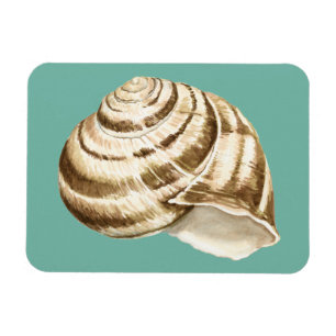 Sepia Striped Shell on Teal Magnet