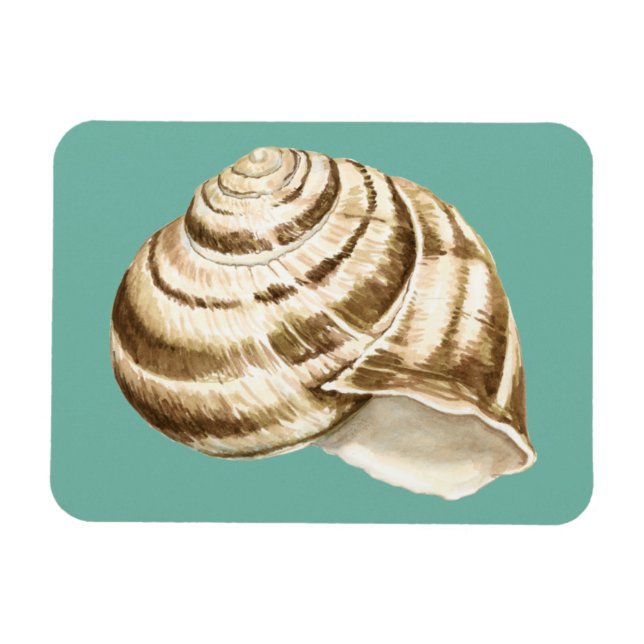 Sepia Striped Shell on Teal Magnet (Horizontal)