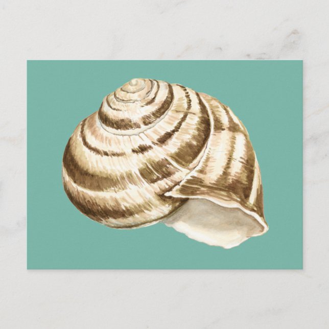 Sepia Striped Shell on Teal Postcard (Front)