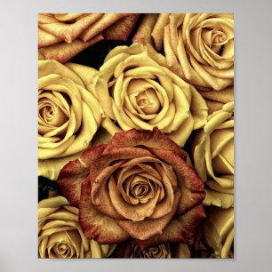 Sepia Tinted Roses Poster