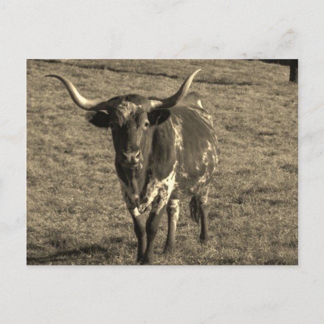 Sepia Tone Brown and White Longhorn Bull Postcard (Front)