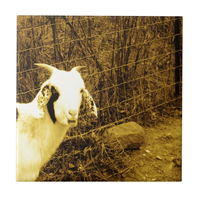 Sepia tone Goat Tile (Front)