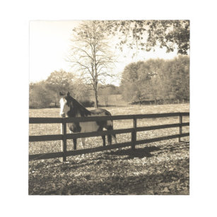 Sepia Tone  Photo of  black and white Horse Notepad