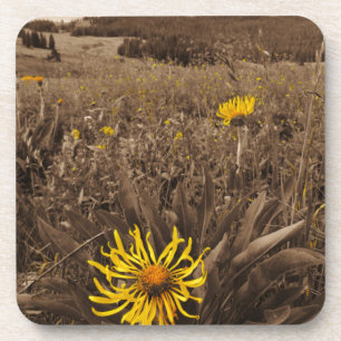 Sepia tone Yellow wildflowers Coaster