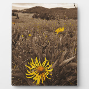 Sepia tone Yellow wildflowers Plaque
