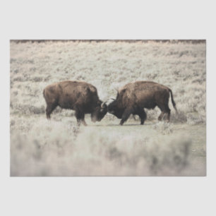 Sepia Yellowstone Bison Fight Tissue Paper