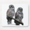 Sept 2014 - OwlWatch Owls