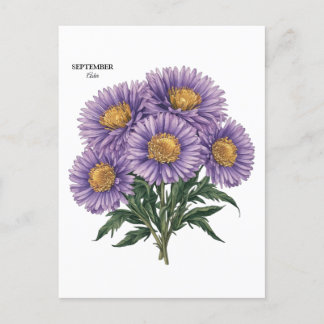 September Aster Birth Month Custom Floral Art Postcard