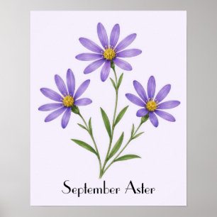 September Aster Flowers Poster