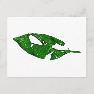 "September Leaf #1" Country Roads Postcard
