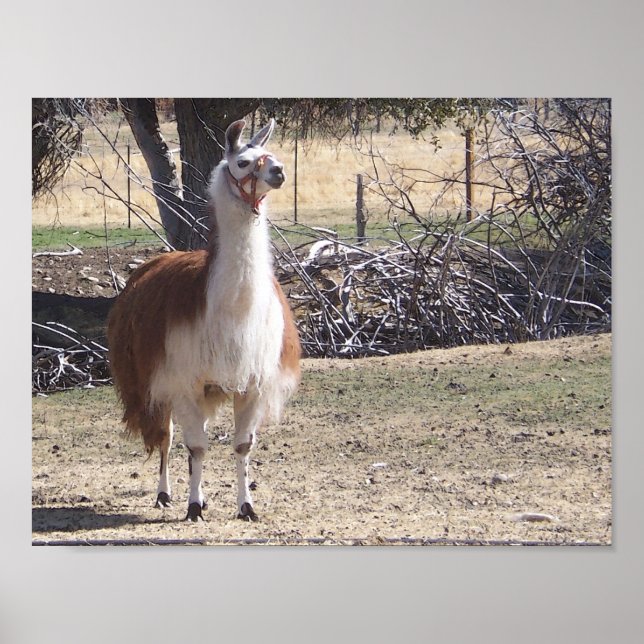 September Llama Closeup Poster (Front)