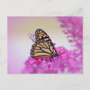 September Monarch Butterfly Postcard