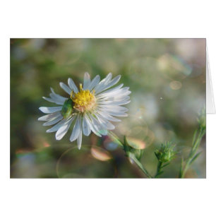 September Weed With Bokeh